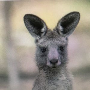 Meet your Posher, Dixie